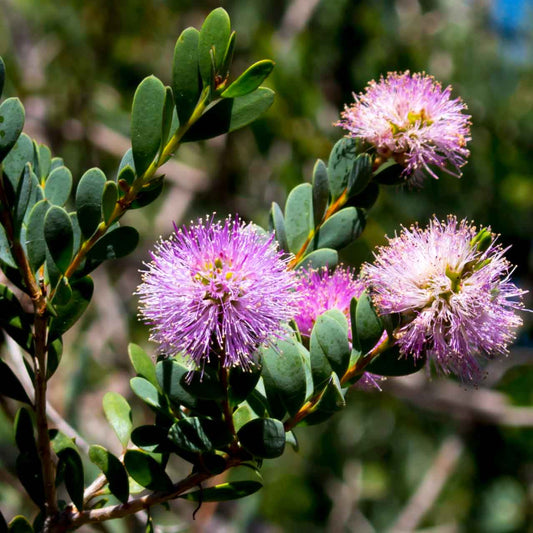Melaleuca nesophila