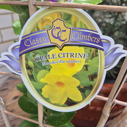 Mandevilla Opale Citrine