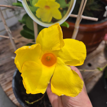Yellow flower held in a hand with blurred indoor background