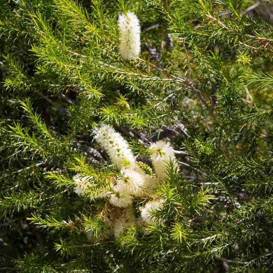 Close-up of white flowers amidst green foliage