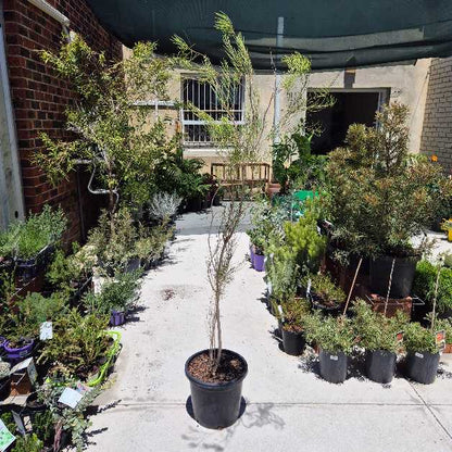 Collection of potted plants on a concrete path with a building in the background