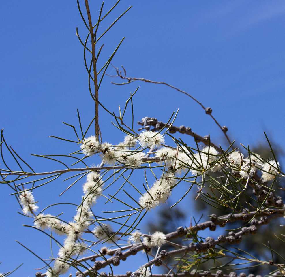 Tree branch with white flowers against a clear blue sky