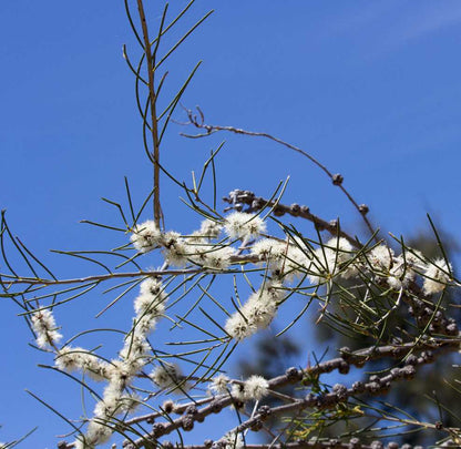 Tree branch with white flowers against a clear blue sky