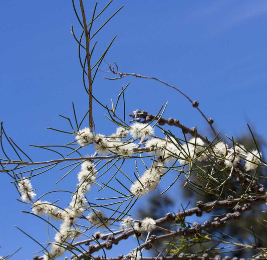 Tree branch with white flowers against a clear blue sky