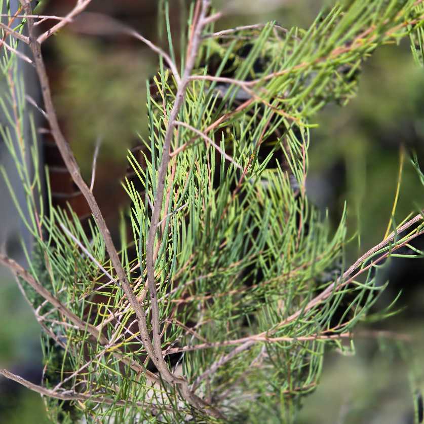 Close-up of tree branches with green leaves and brown twigs.