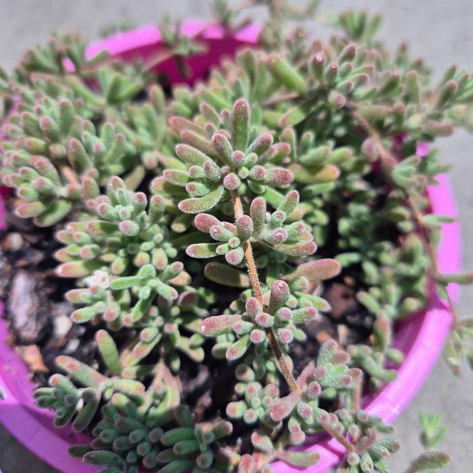 Green succulent plant in a pink pot on a neutral background
