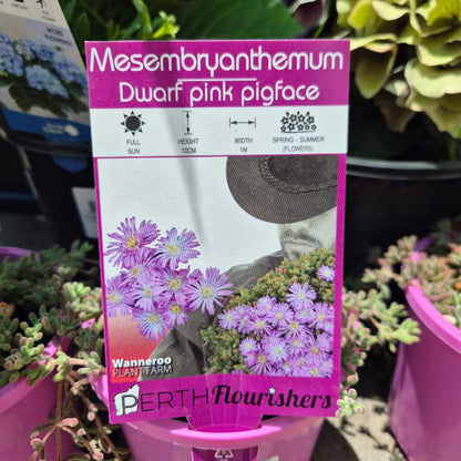 Mesembryanthemum Dwarf pink pigface plant packaging with purple flowers and text.