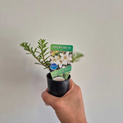 Hand holding a potted plant with a Myoporum label against a plain background