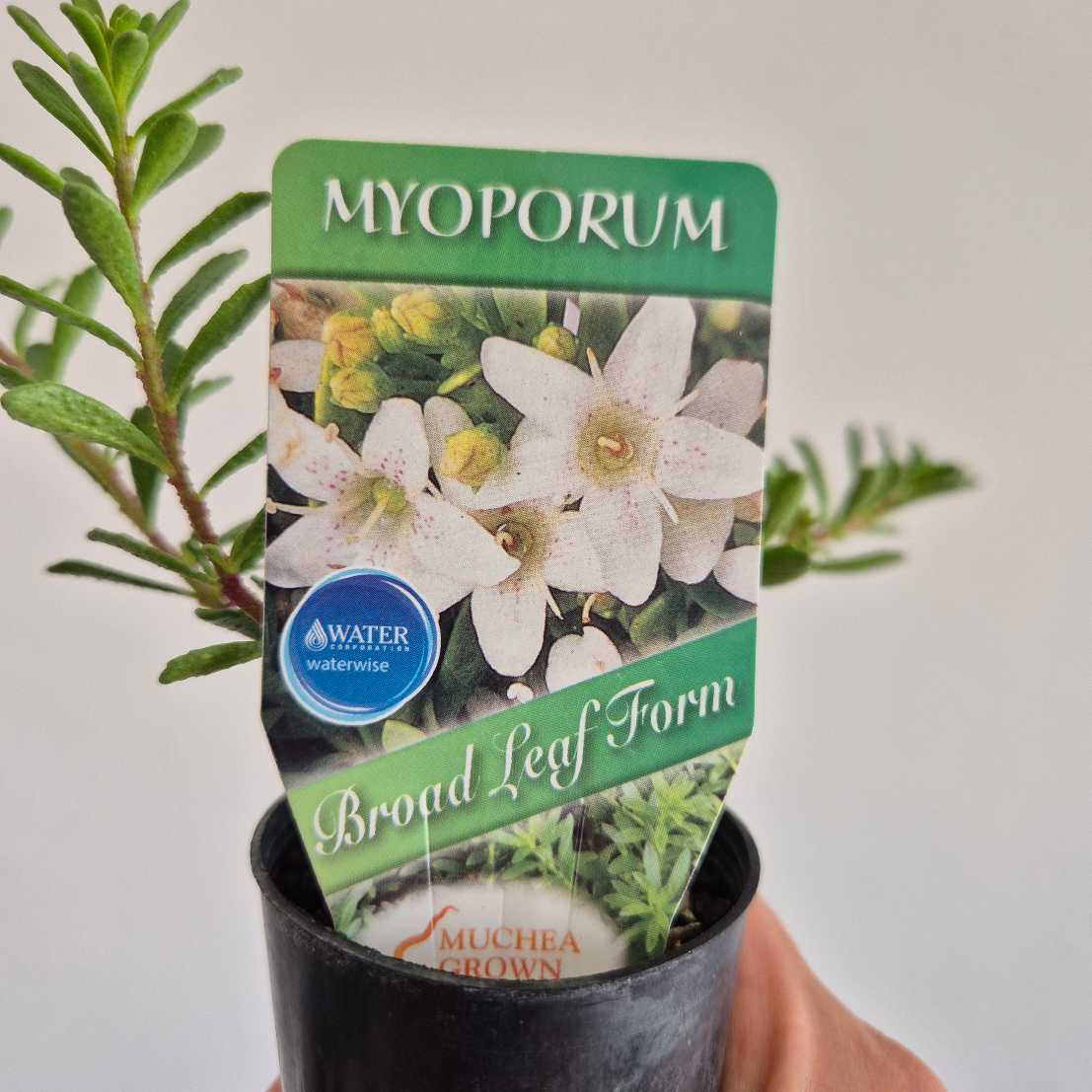 Potted plant with a Myoporum label showing flowers and leaves.