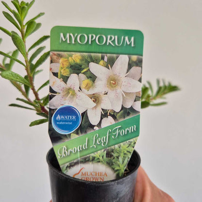 Potted plant with a Myoporum label showing flowers and leaves.