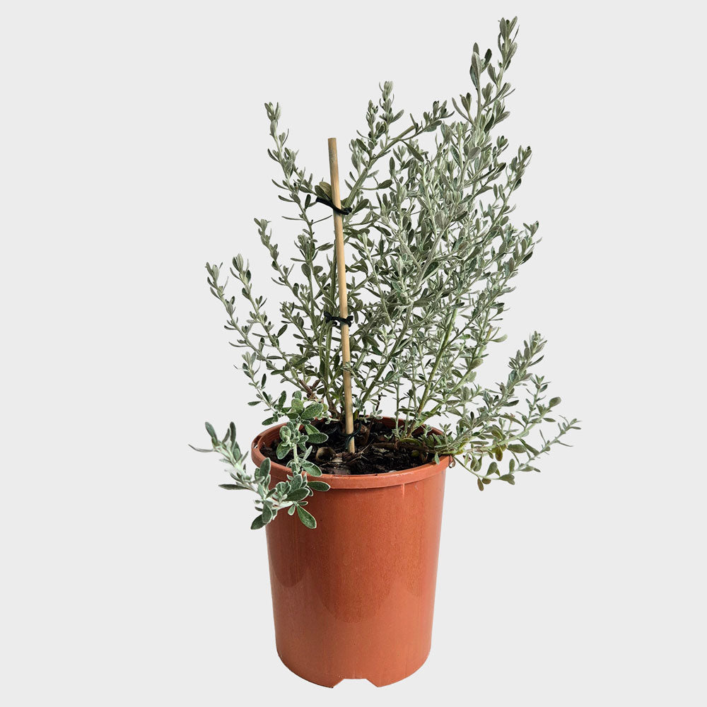 Wild Rosemary