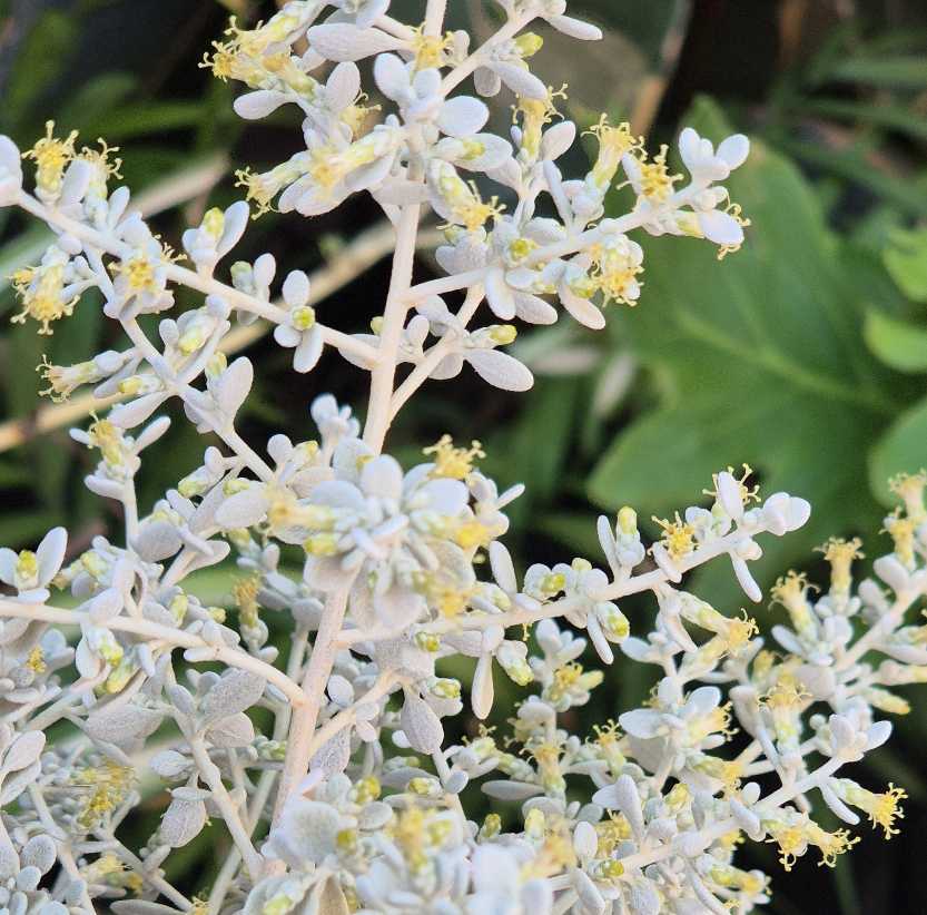 Close-up of a plant with white and yellow flowers against a blurred green background