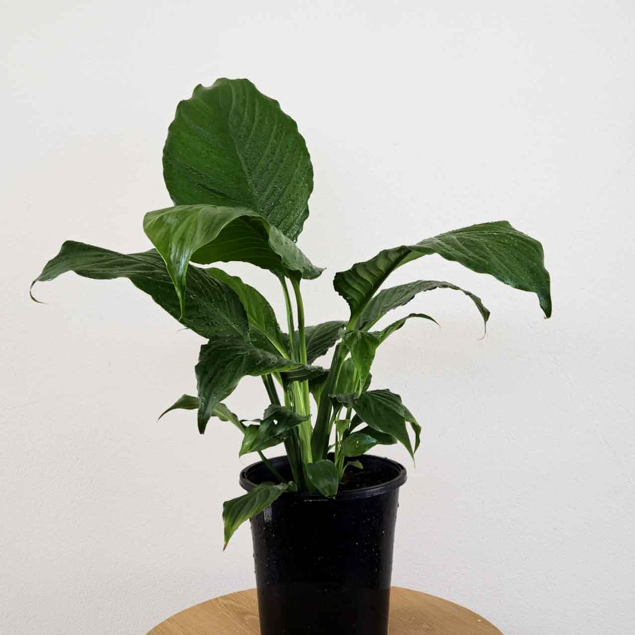 Peace Lilly Plant