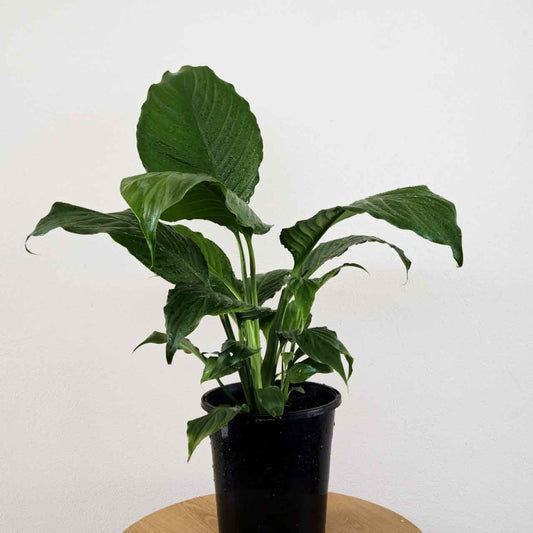 Peace Lilly Plant
