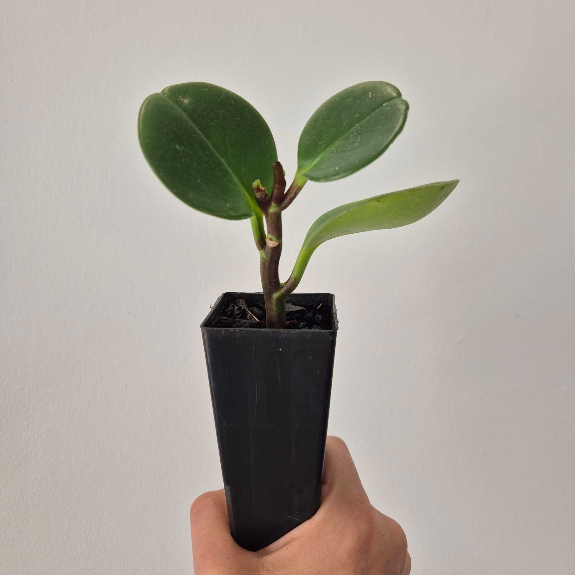 Peperomia obtusifolia a succulent like plant being held by a hand against a white background