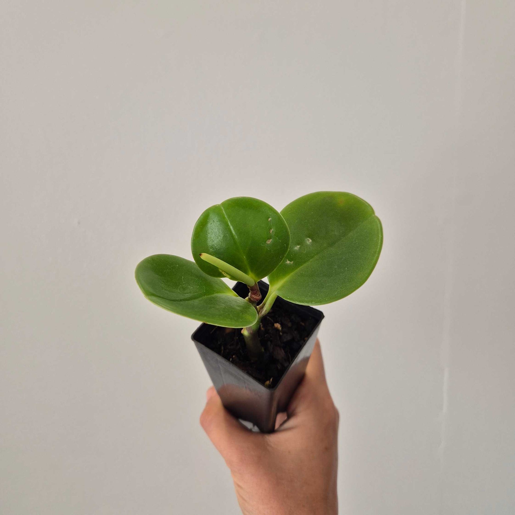 Peperomia obtusifolia a succulent like plant being held by a hand against a white background
