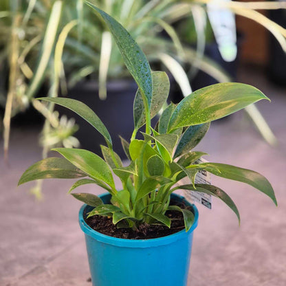 Potted plant with green leaves in a blue pot on a blurred background