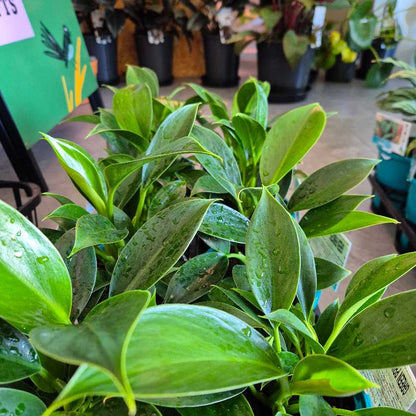 Close-up of a green leafy plant with a blurred indoor setting in the background