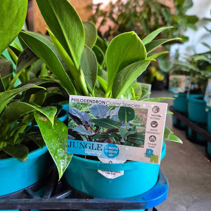 Philodendron 'Green Princess'