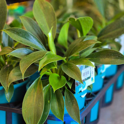 Philodendron 'Green Princess'