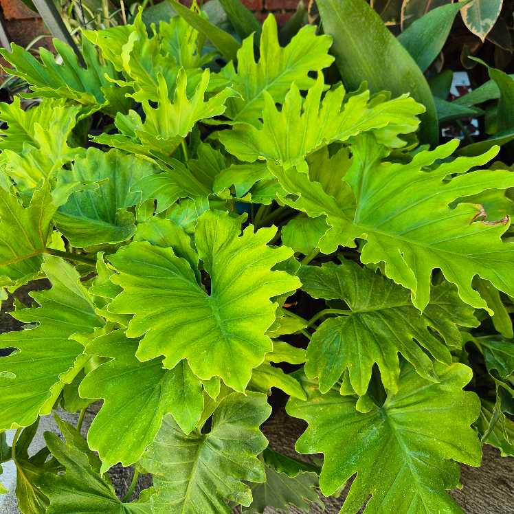 Close-up of a green leafy plant with a blurred background