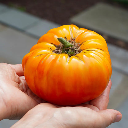 Hand holding a large orange tomato with a blurred background