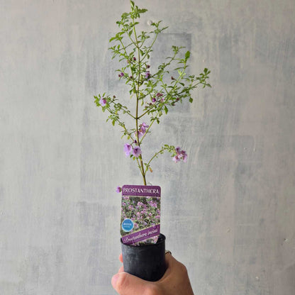 Hand holding a potted plant with a Prostanthera label against a gray background