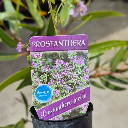 Prostanthera plant with a purple label showing plant details.