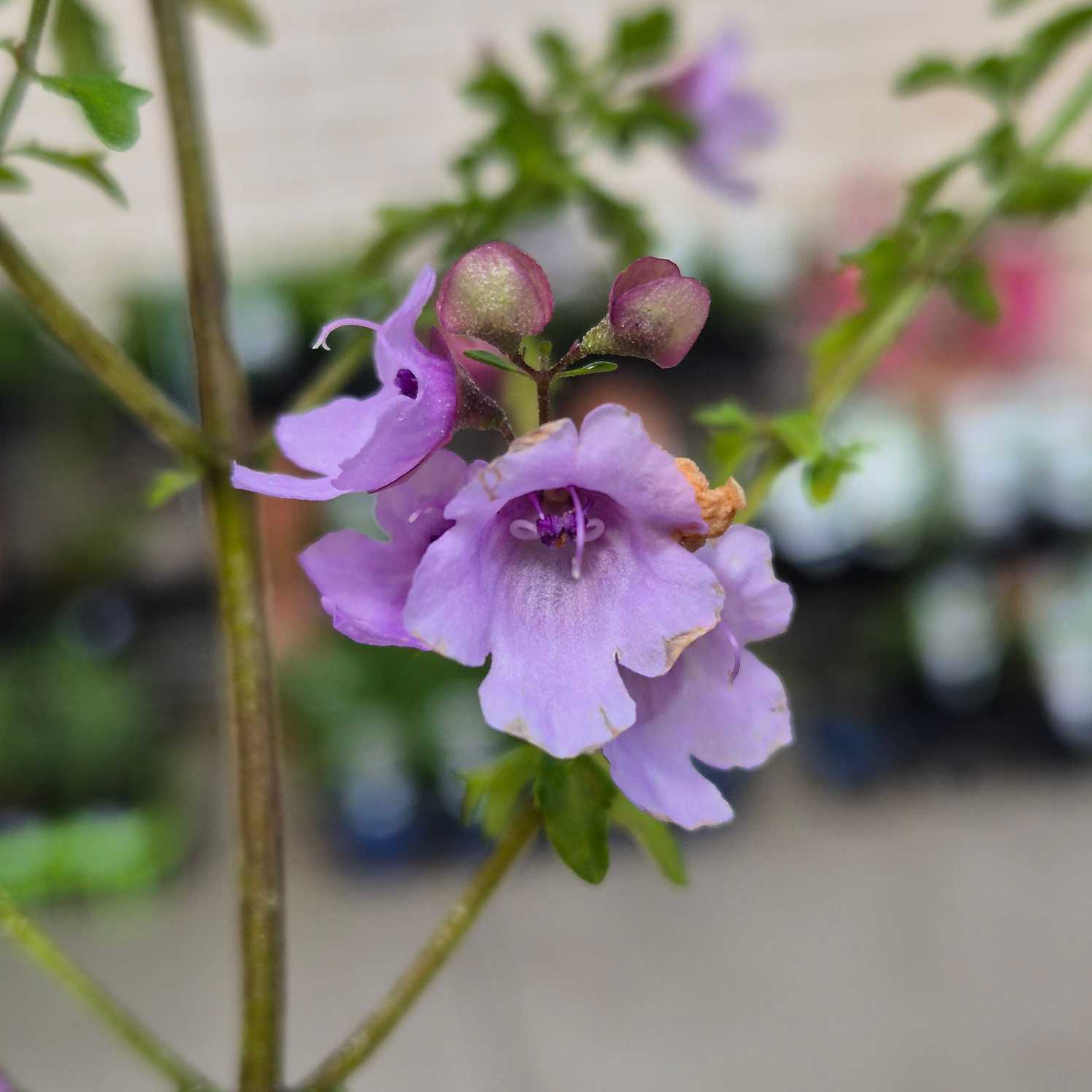 Close-up of a purple flower with green leaves against a blurred background