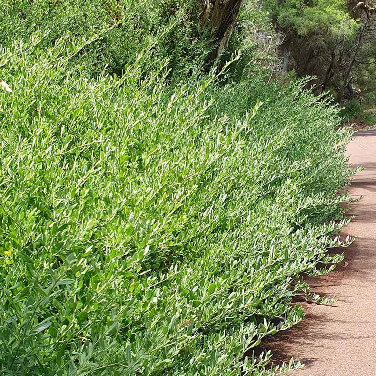 Berry Saltbush | Rhagodia baccata