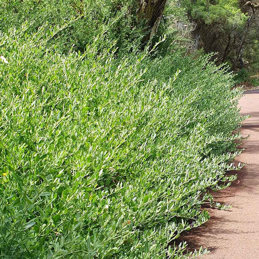 Berry Saltbush | Rhagodia baccata