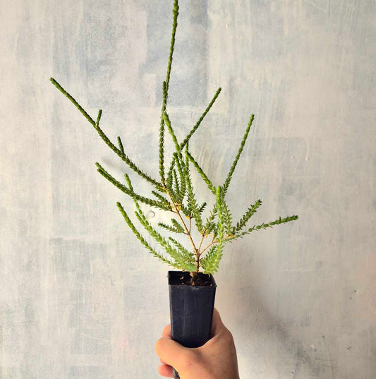 hand holidng plant pot against white, paint textured background.