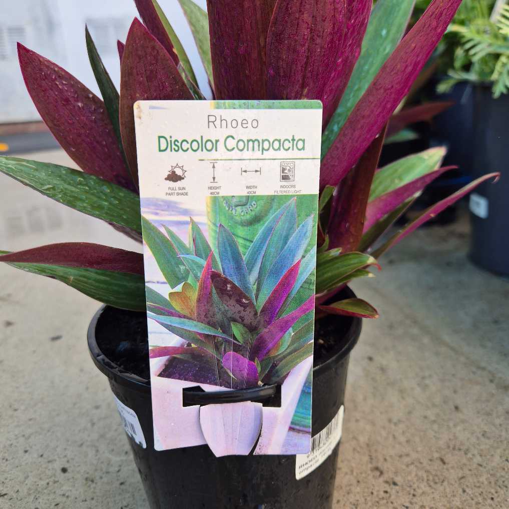 Potted plant with a label indicating 'Rhoeo Discolor Compacta' on a concrete surface.