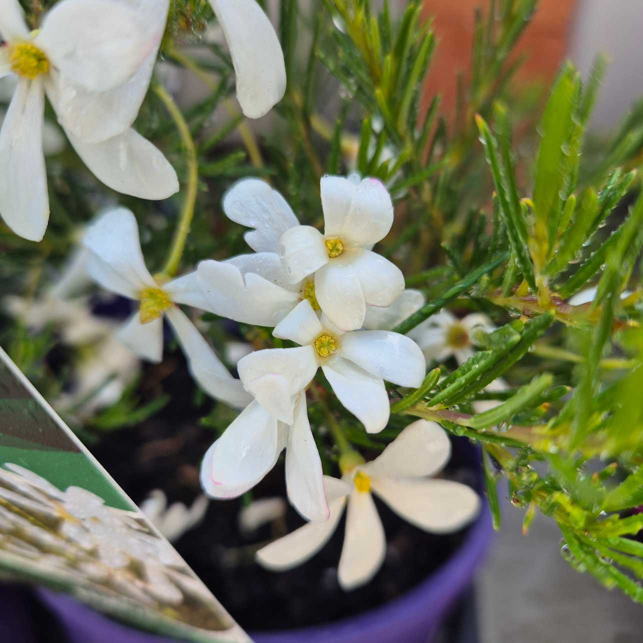 White flowers with green leaves in a pot