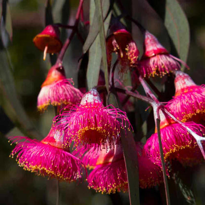 Silver Princess - Eucalyptus caesia