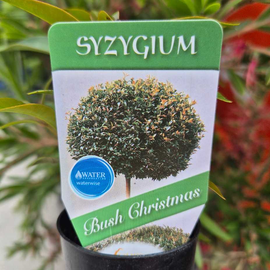 Potted plant with a Syzygium Bush Christmas label against a blurred green background