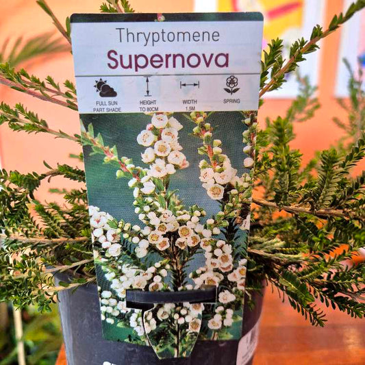 Potted plant with a label indicating 'Thryptomene Supernova' on a blurred background.