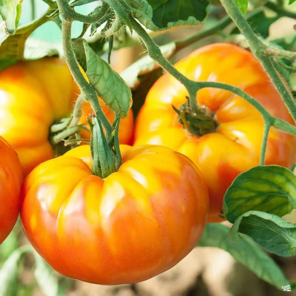 Tomato 'Pinapple'