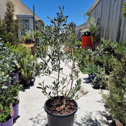 Potted olive trees in a garden center setting with a clear blue sky.