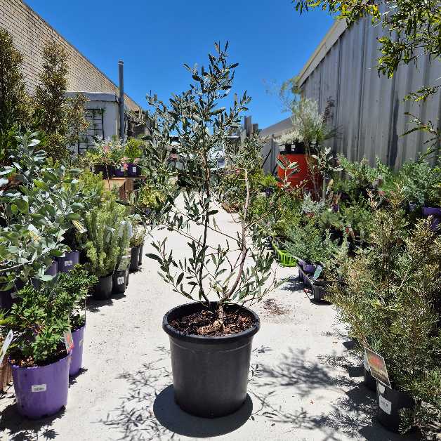 Potted plants in a nursery setting with a clear blue sky.