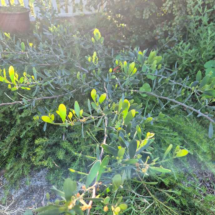 Green bush with yellow flowers and leaves