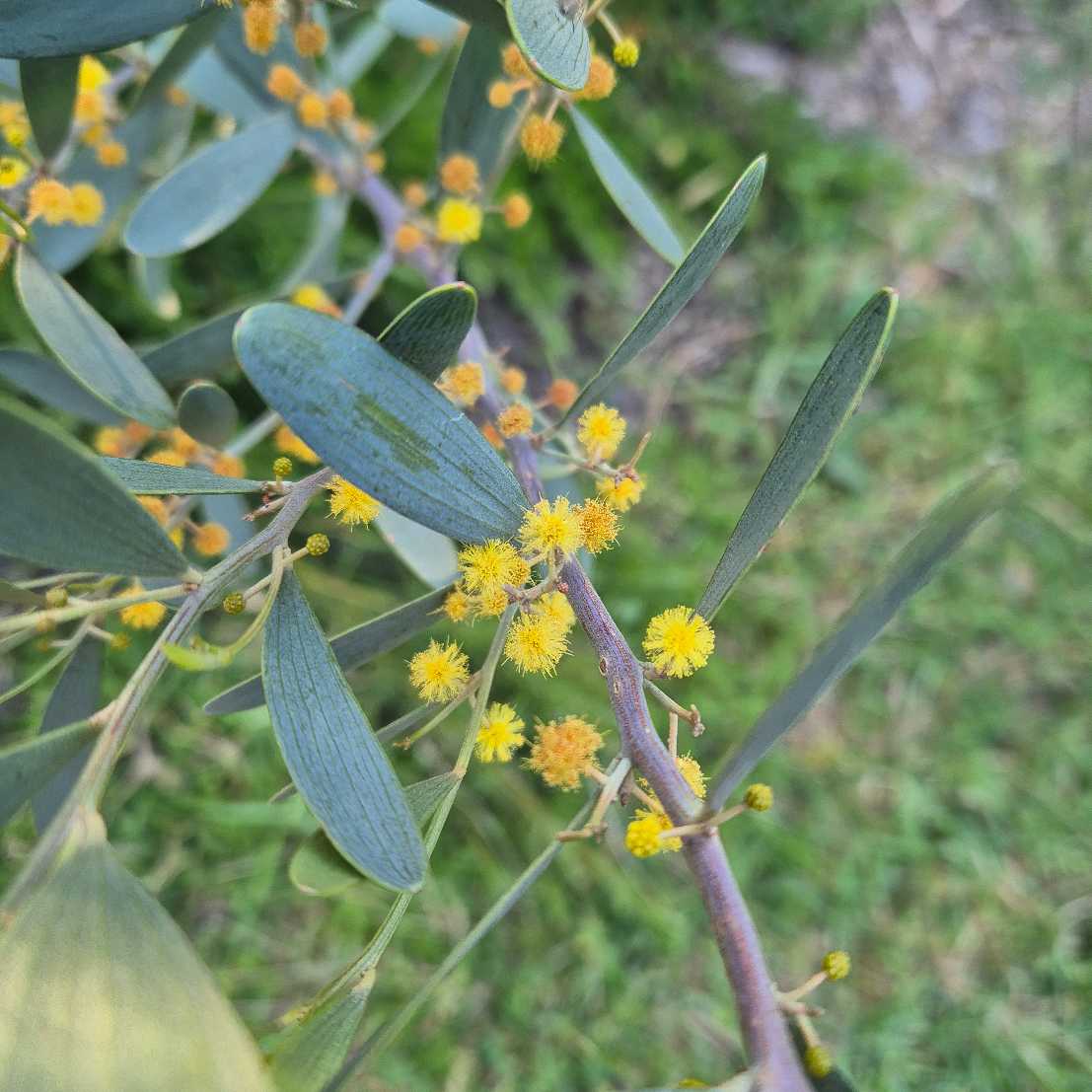 Close-up of Acacia branch with yellow flowers and green leaves