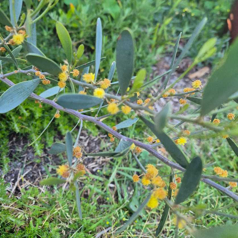 Close-up of a plant with green leaves and small yellow flowers.
