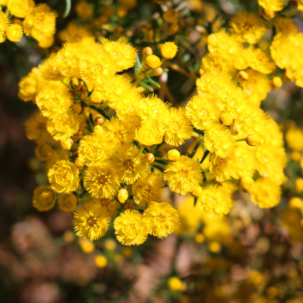 Verticordia chrysanthella