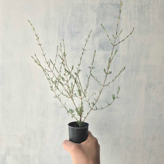 Potted plant held against a light gray background