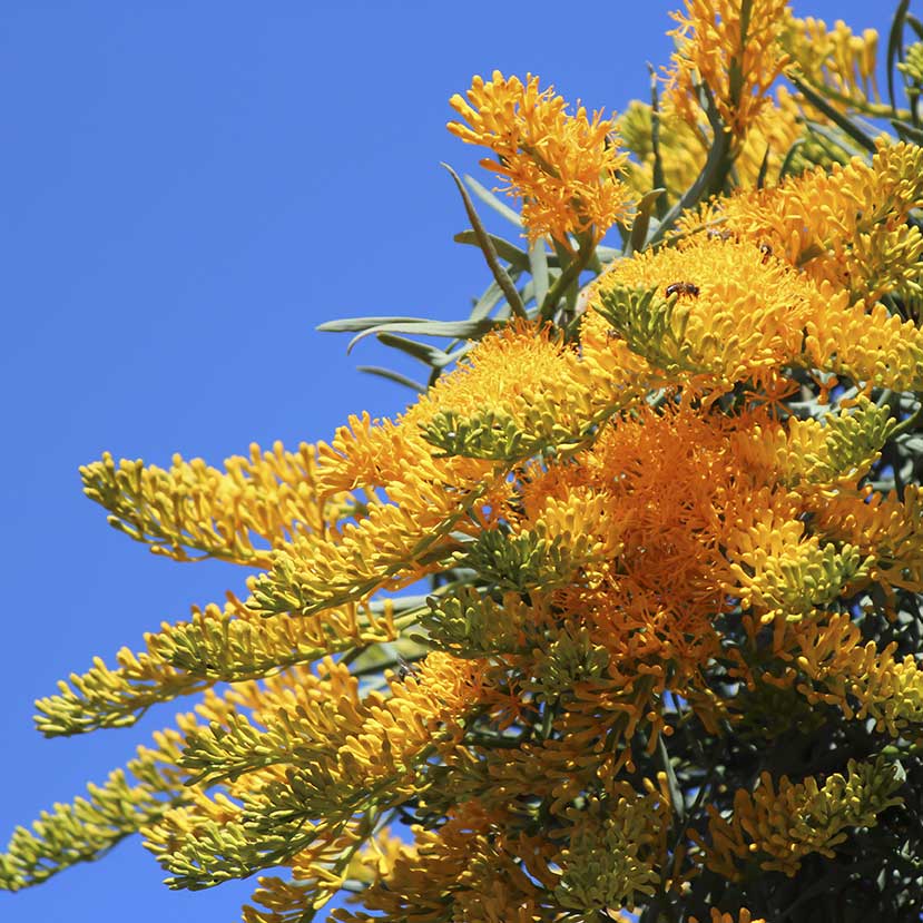 Close-up of bright yellow-orange flowers with green leaves against a clear blue sky.
