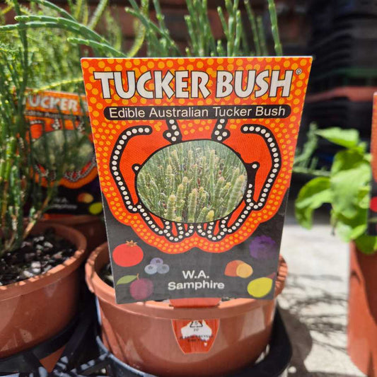 Potted plant with a 'Tucker Bush' packaging label in an outdoor setting.