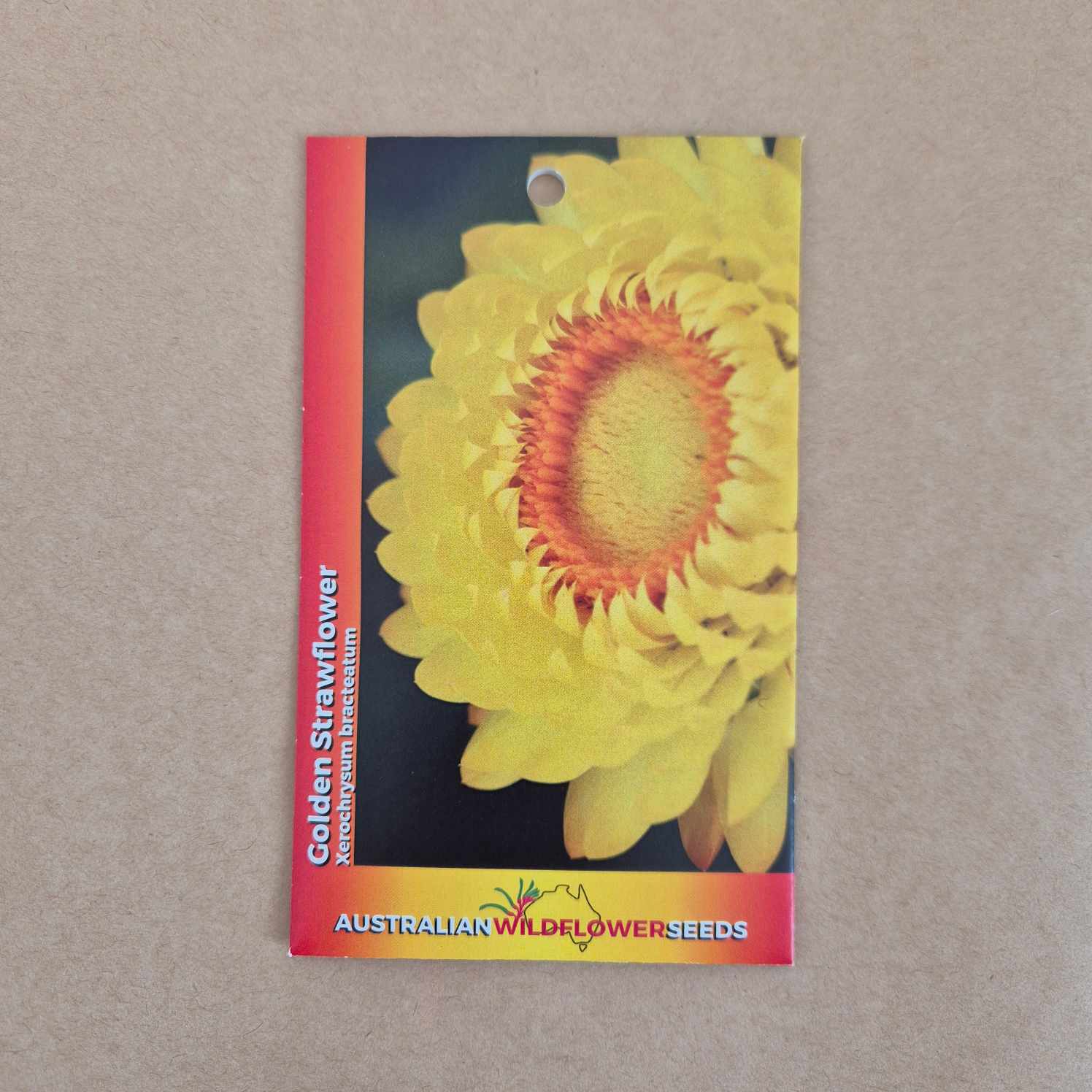 A seed packet for Golden Strawflower (Mekongium belladonna) by Australian Wildflower Seeds, featuring a large yellow flower with a red-orange center on a dark background, set against a neutral gray surface.