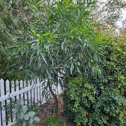 Tree with green leaves in a garden setting with a white fence and other plants.