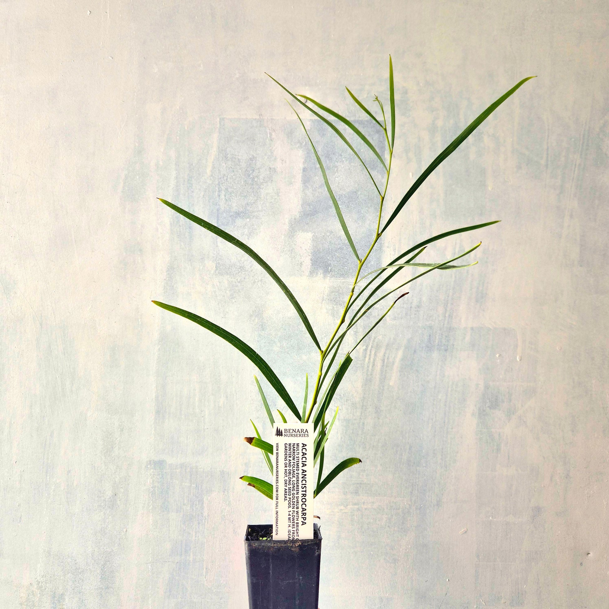Tall plant in a pot with a white label against a textured light background